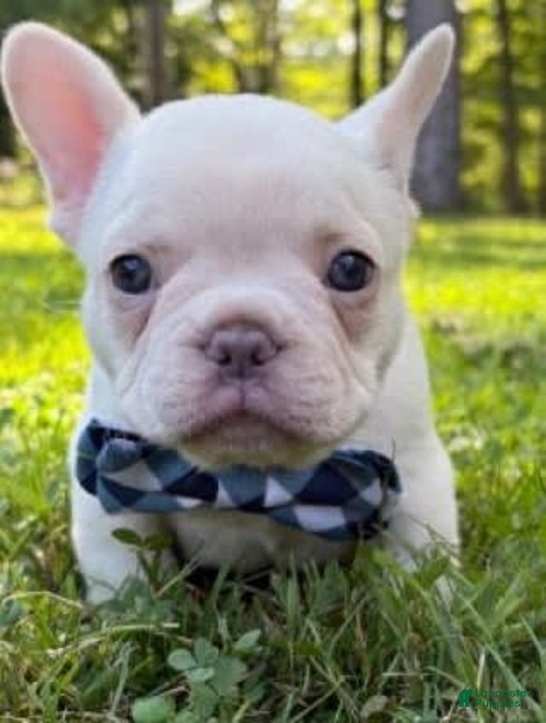 French Bulldog dogs for sale: Larry - Image 8