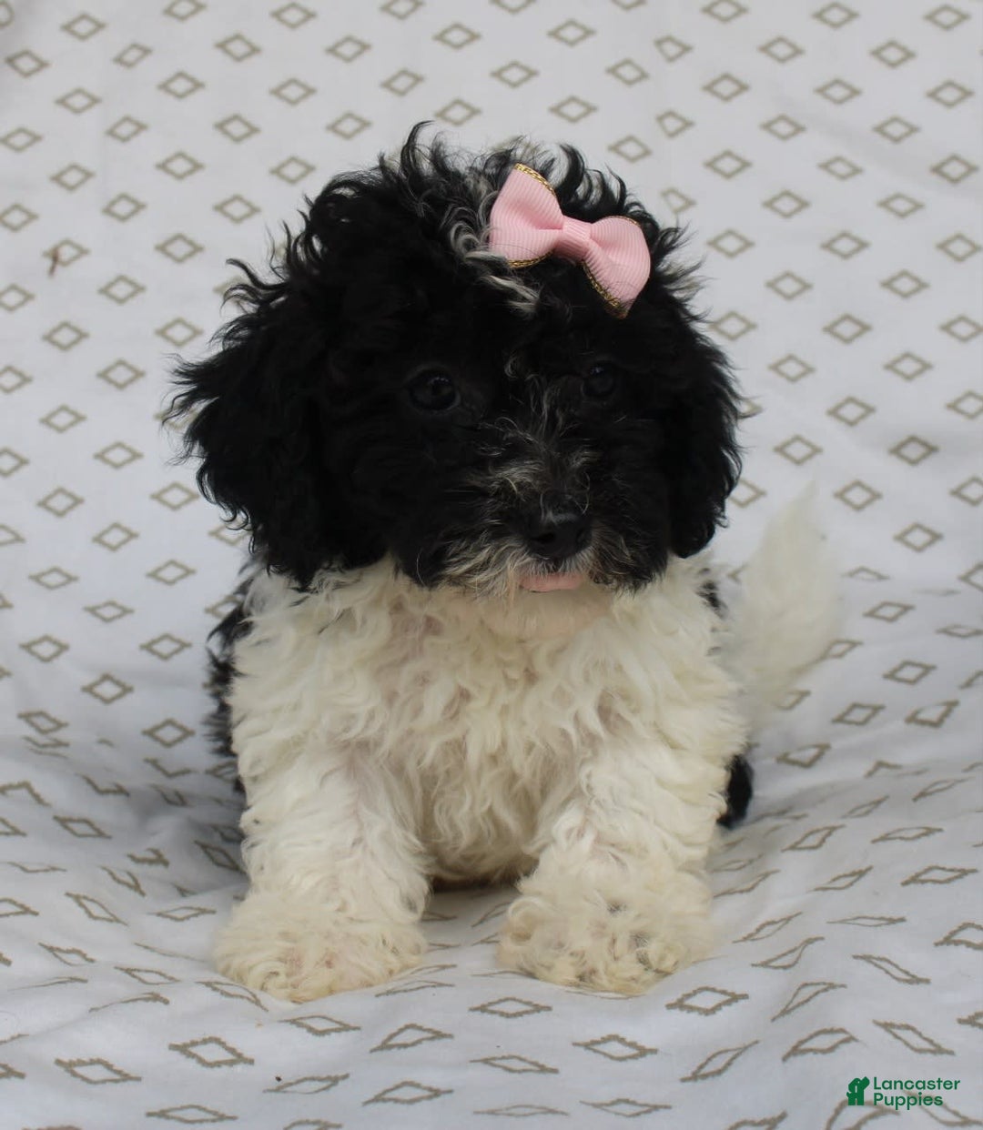 Shihpoo dogs for sale: Sally - Image 4