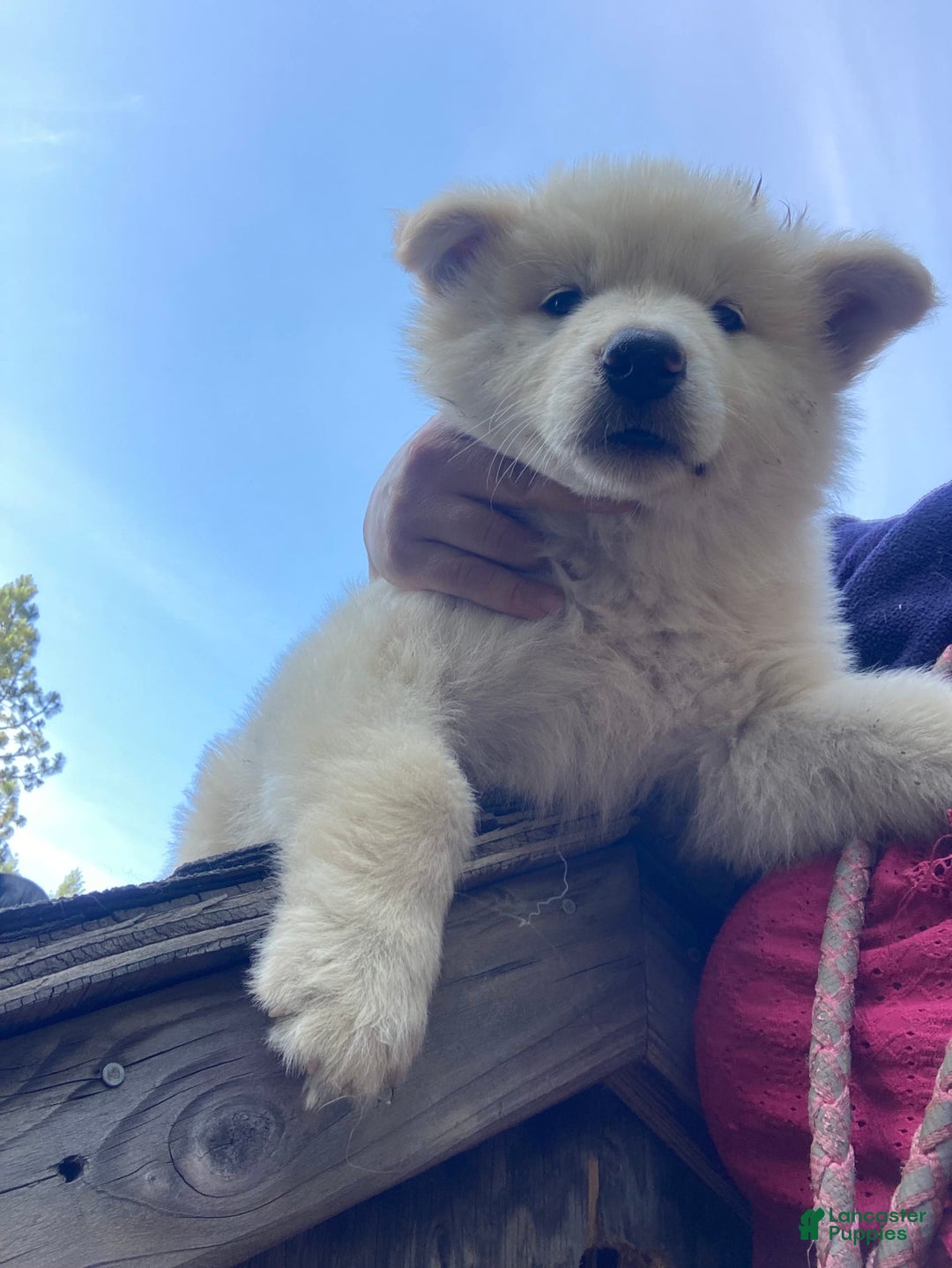 Gerberian Shepsky dogs for sale: Artic - Image 2