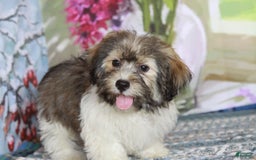 Havanese dogs for sale: Calvin - Image 2