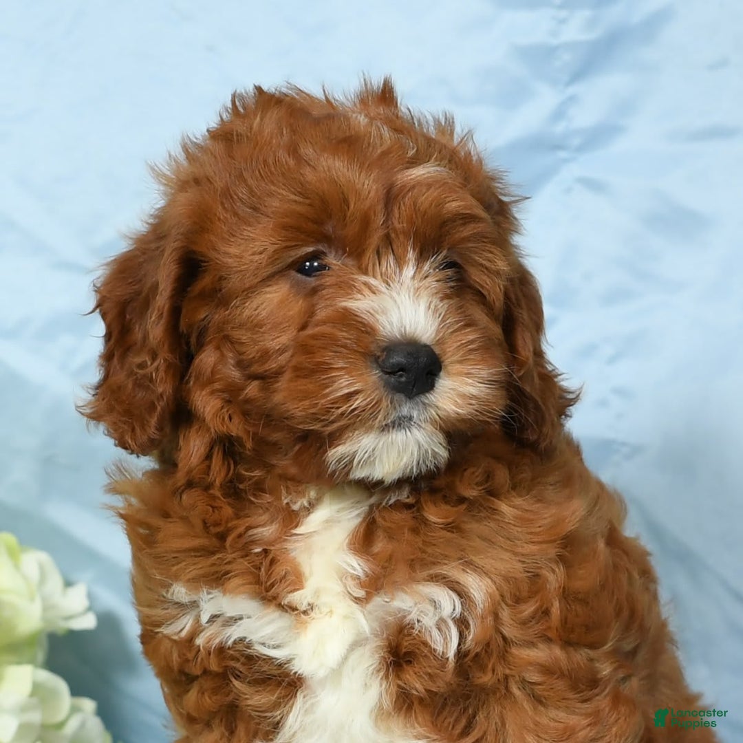 Cavapoo dogs for sale: Tonya - Image 3