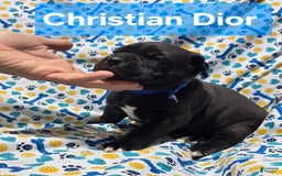 Cane Corso dogs for sale: Cartier - Image 1