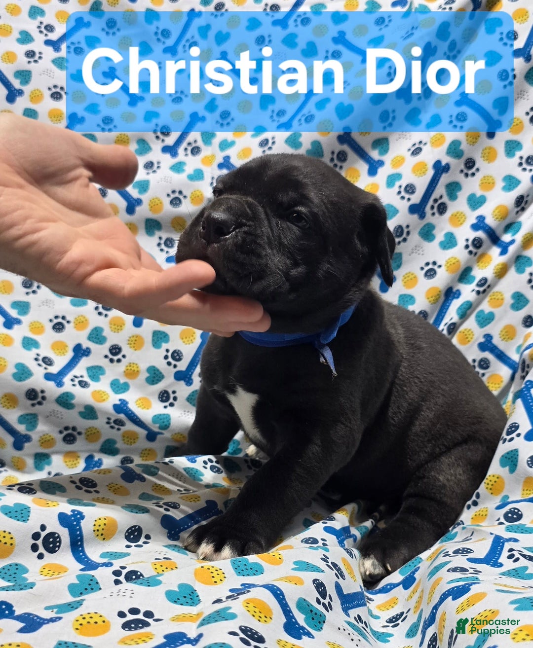 Cane Corso dogs for sale: Cartier - Image 1