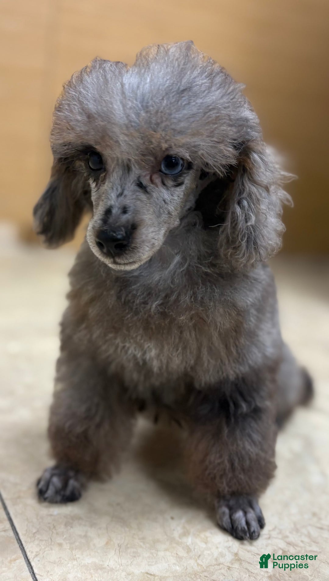 Toy Poodle dogs for sale: Udon - Image 2