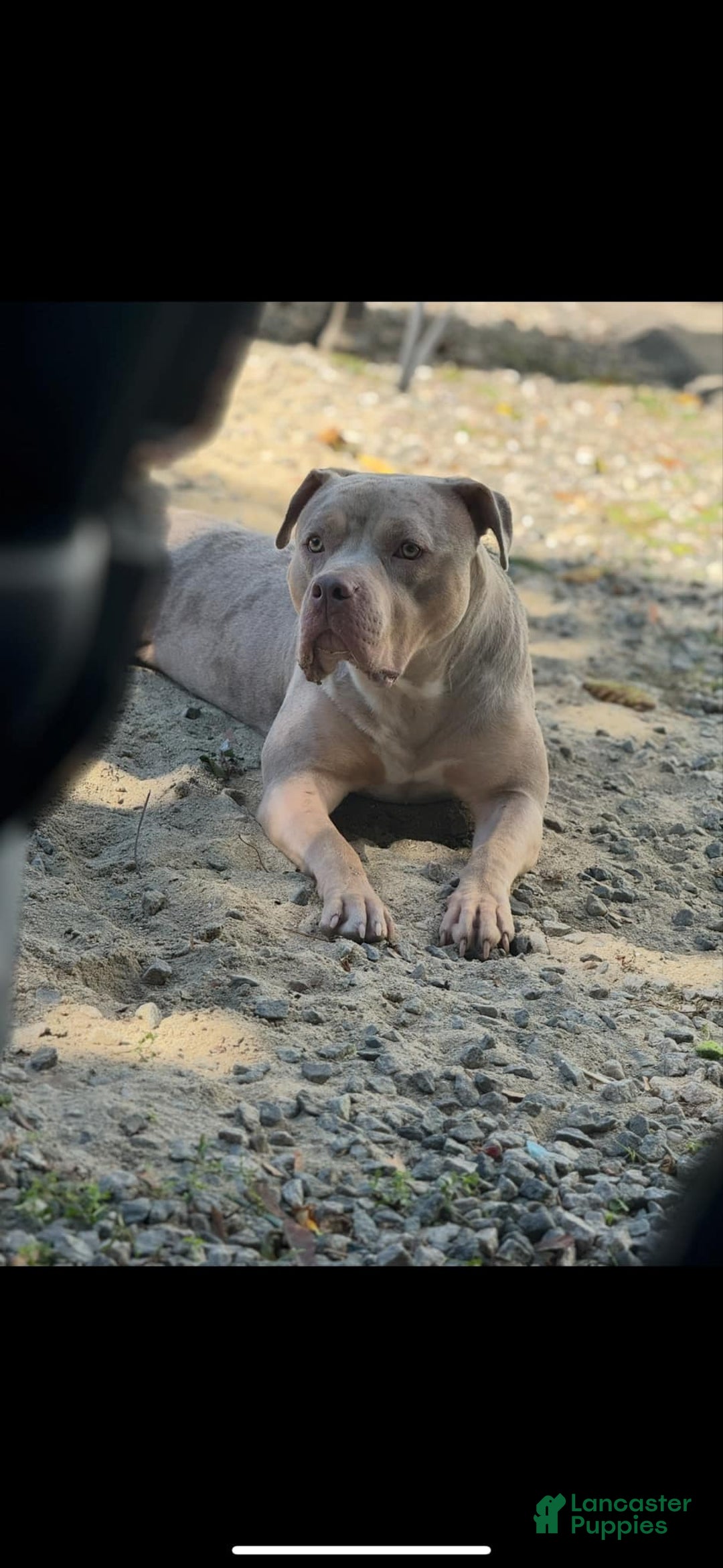 American Bully dogs for sale: Lola - Image 2