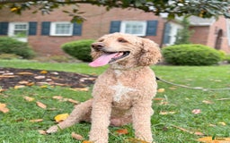 Goldendoodle dogs for sale: Charlotte - Image 26