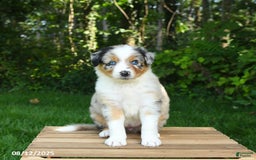 Australian Shepherd dogs for sale: Alyssa - Image 3