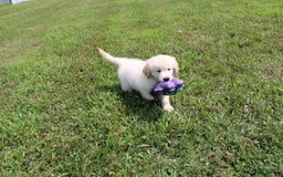 Golden Retriever dogs for sale: Eight Oclock - Image 9