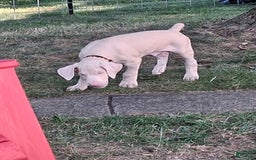 Doberman Pinscher dogs for sale: White Collar - Image 5