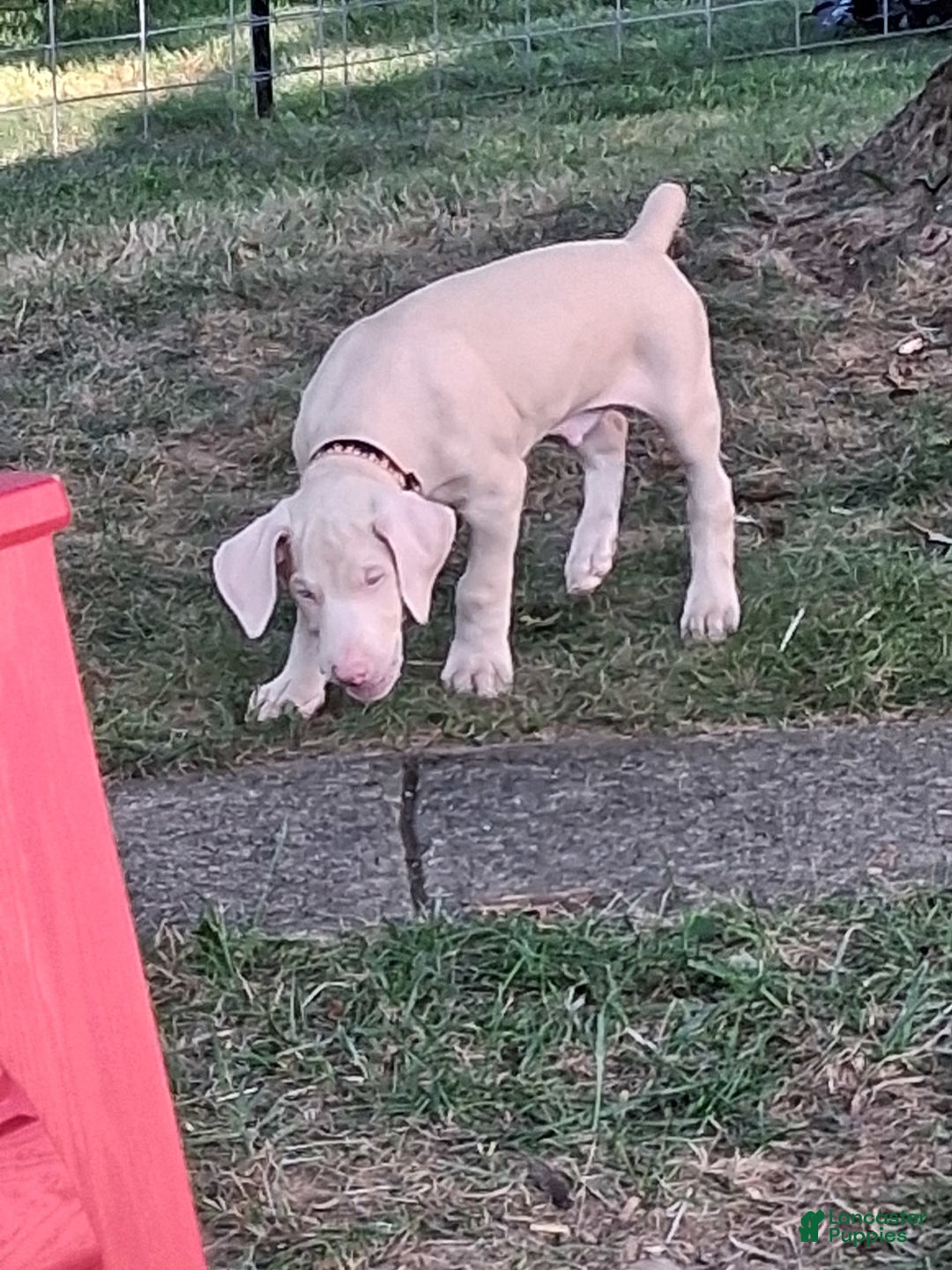 Doberman Pinscher dogs for sale: White Collar - Image 5