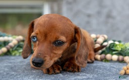 Miniature Dachshund dogs for sale: Jade - Image 7