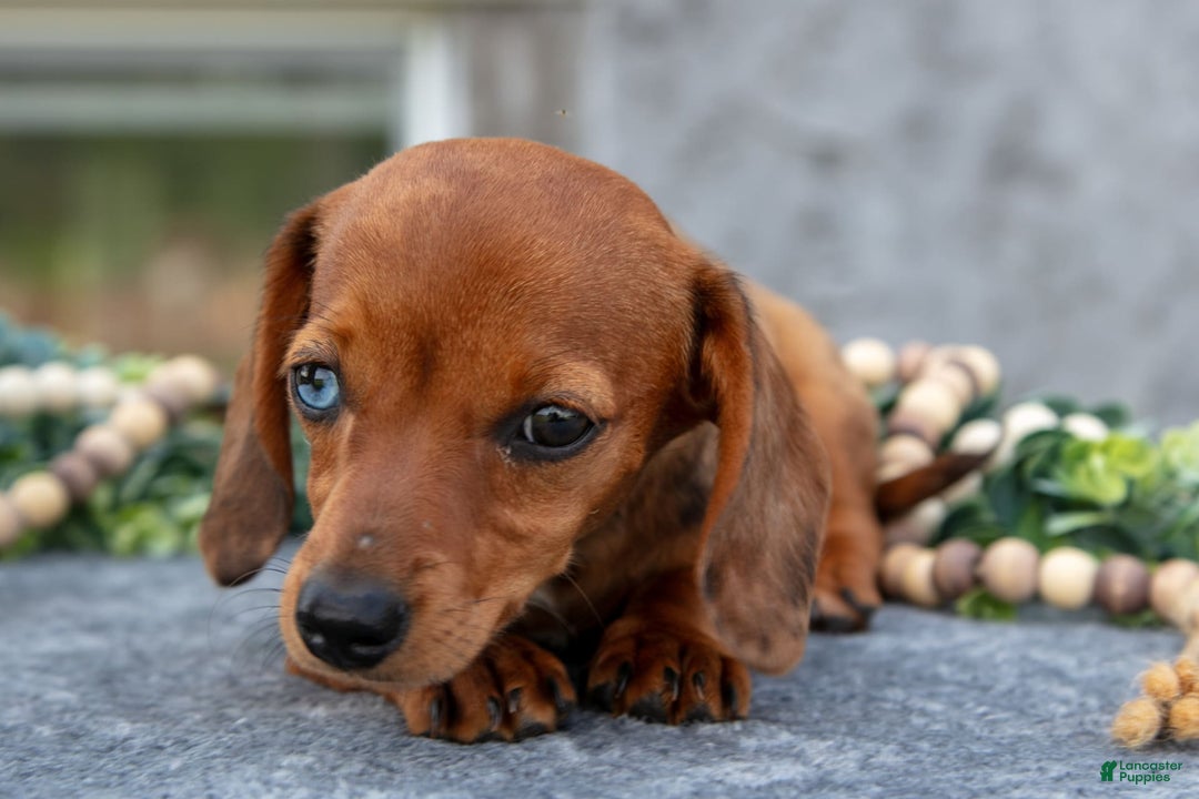 Miniature Dachshund dogs for sale: Jade - Image 7
