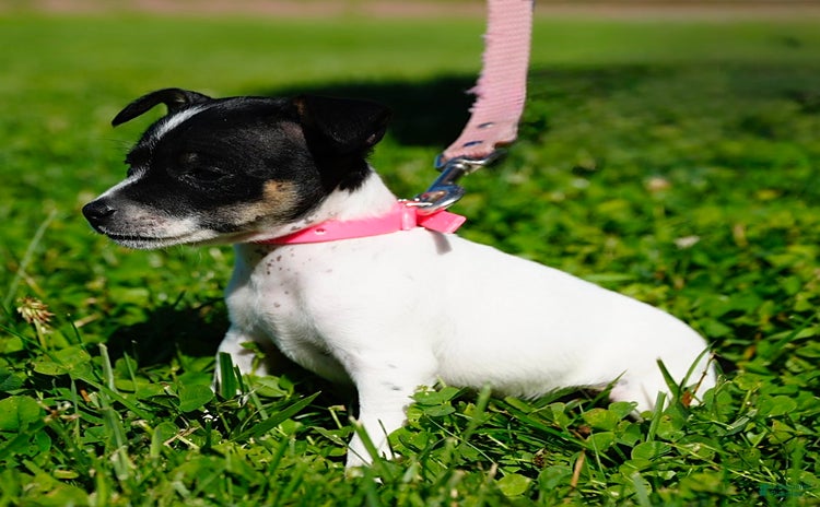 Toy Fox Terrier dogs - Advert 2