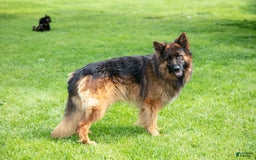 German Shepherd dogs for sale: Kenny - Image 4