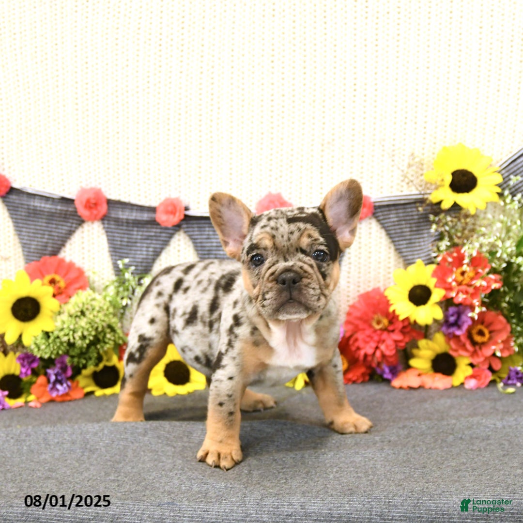 French Bulldog dogs for sale: Harper - Image 5