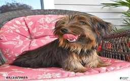 Yorkshire Terrier dogs for sale: River - Image 2