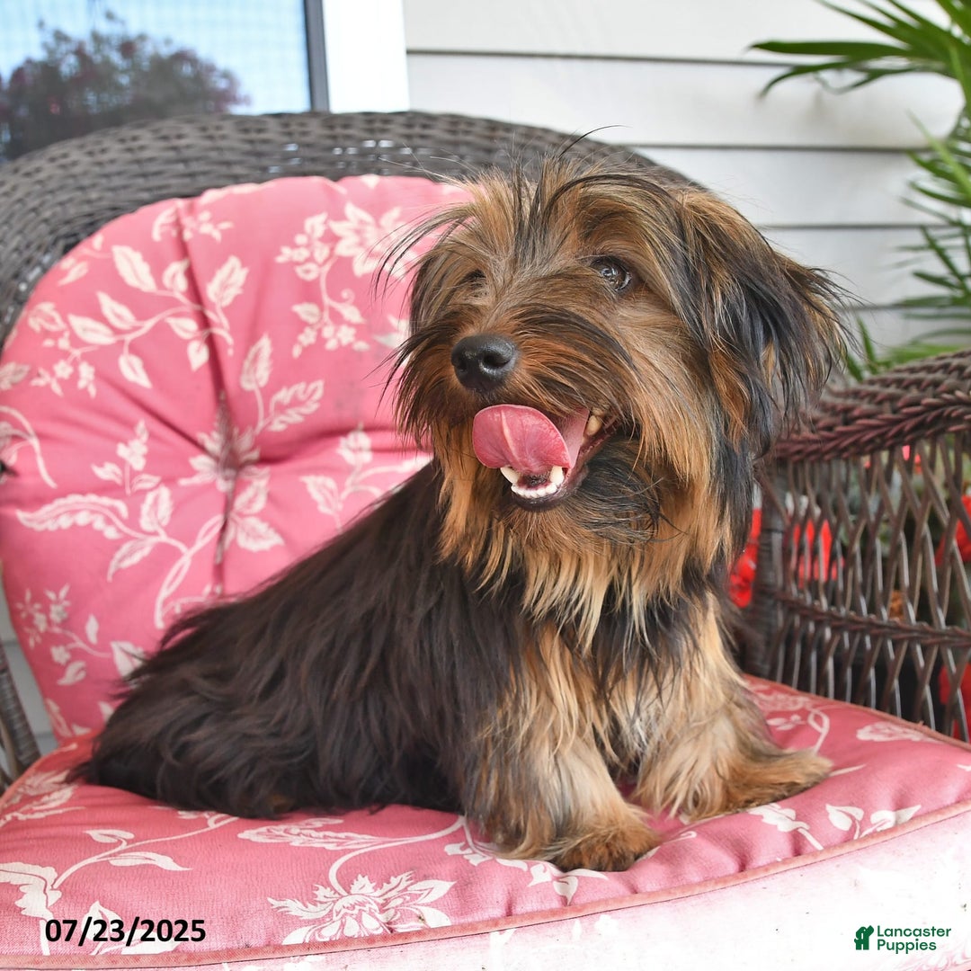 Yorkshire Terrier dogs for sale: River - Image 2