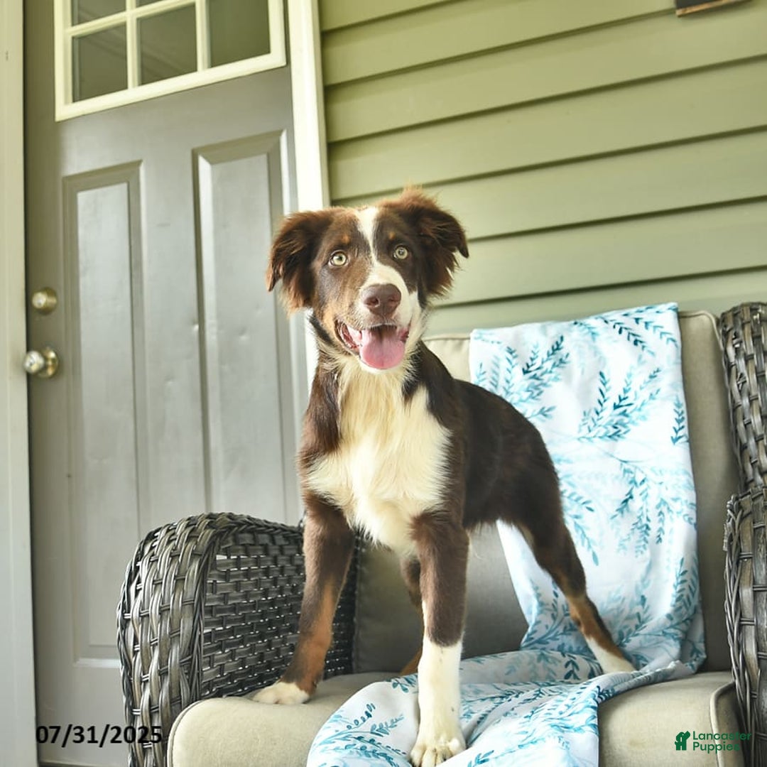 Australian Shepherd dogs for sale: Elvis - Image 2