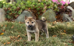 Shiba Inu dogs for sale: Jill - Image 4