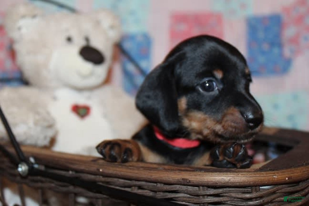 Dachshund dogs for sale: Raven Girl 1 - Image 4