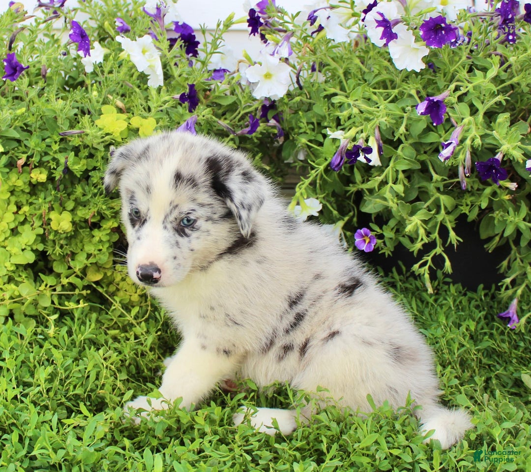Australian Shepherd dogs for sale: Rex - Image 4
