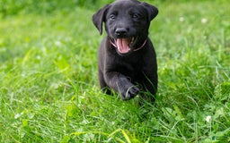 Labrador Retriever dogs for sale: Raven - Image 10