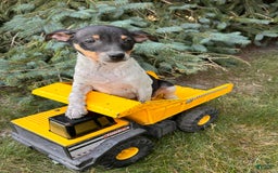 Rat Terrier dogs for sale: Samson - Image 3
