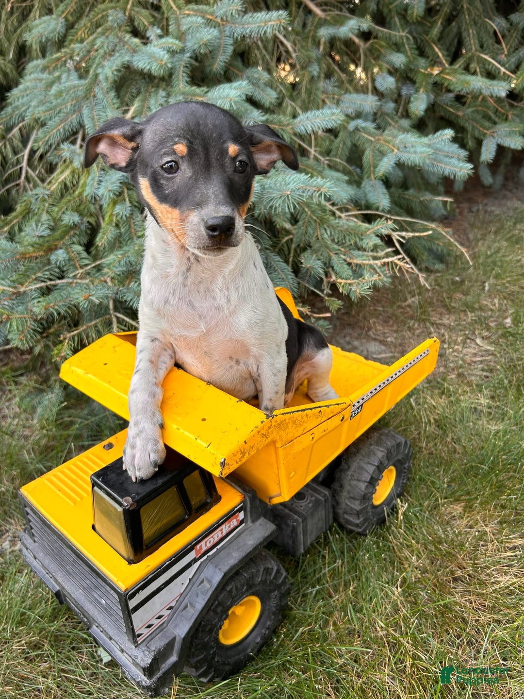 Rat Terrier dogs for sale: Samson - Image 3