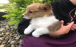 Welsh Corgi Pembroke dogs for sale: Hank - Image 9