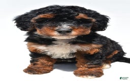 Mini Bernedoodle dogs for sale: Roxie - Image 1