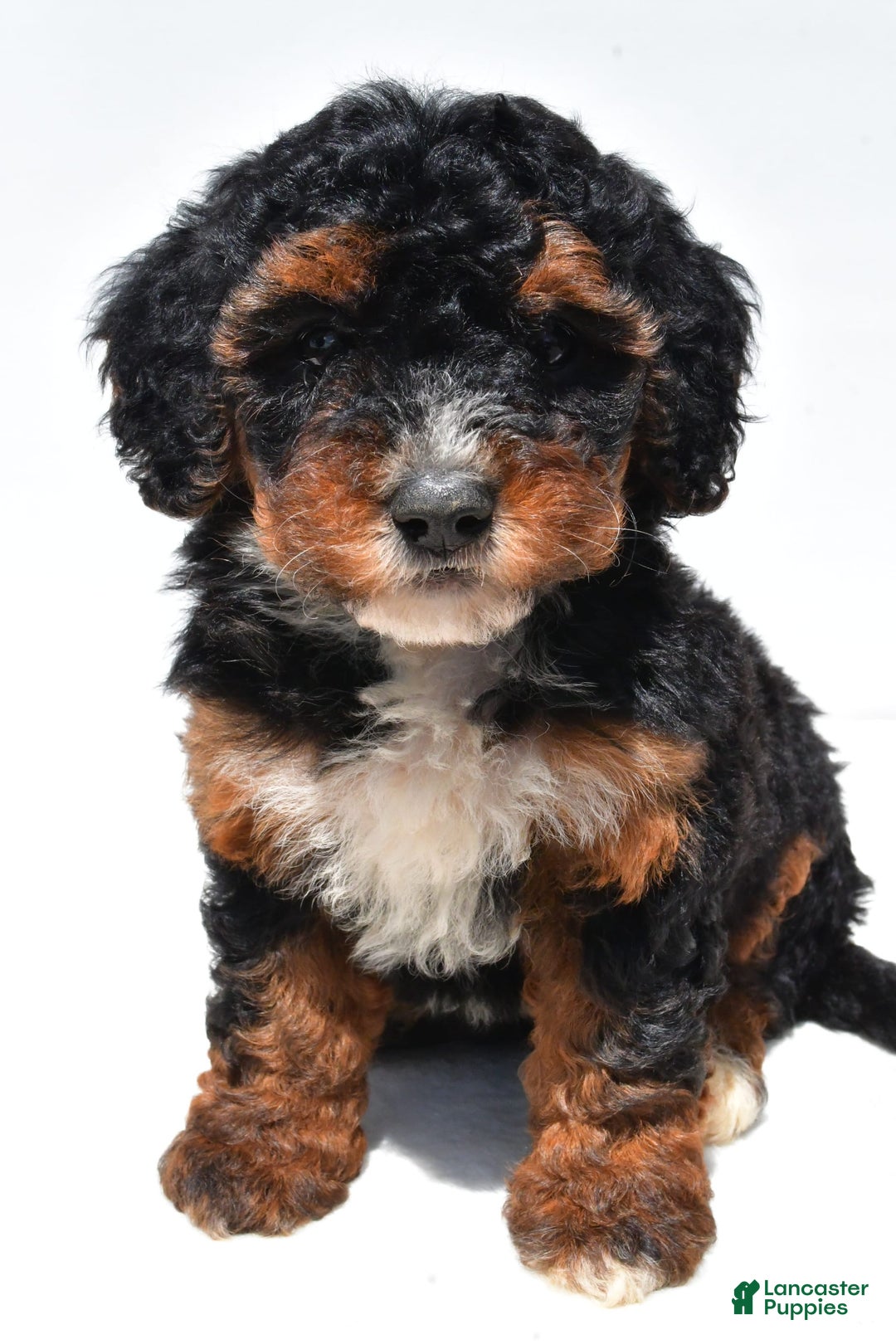 Mini Bernedoodle dogs for sale: Roxie - Image 1