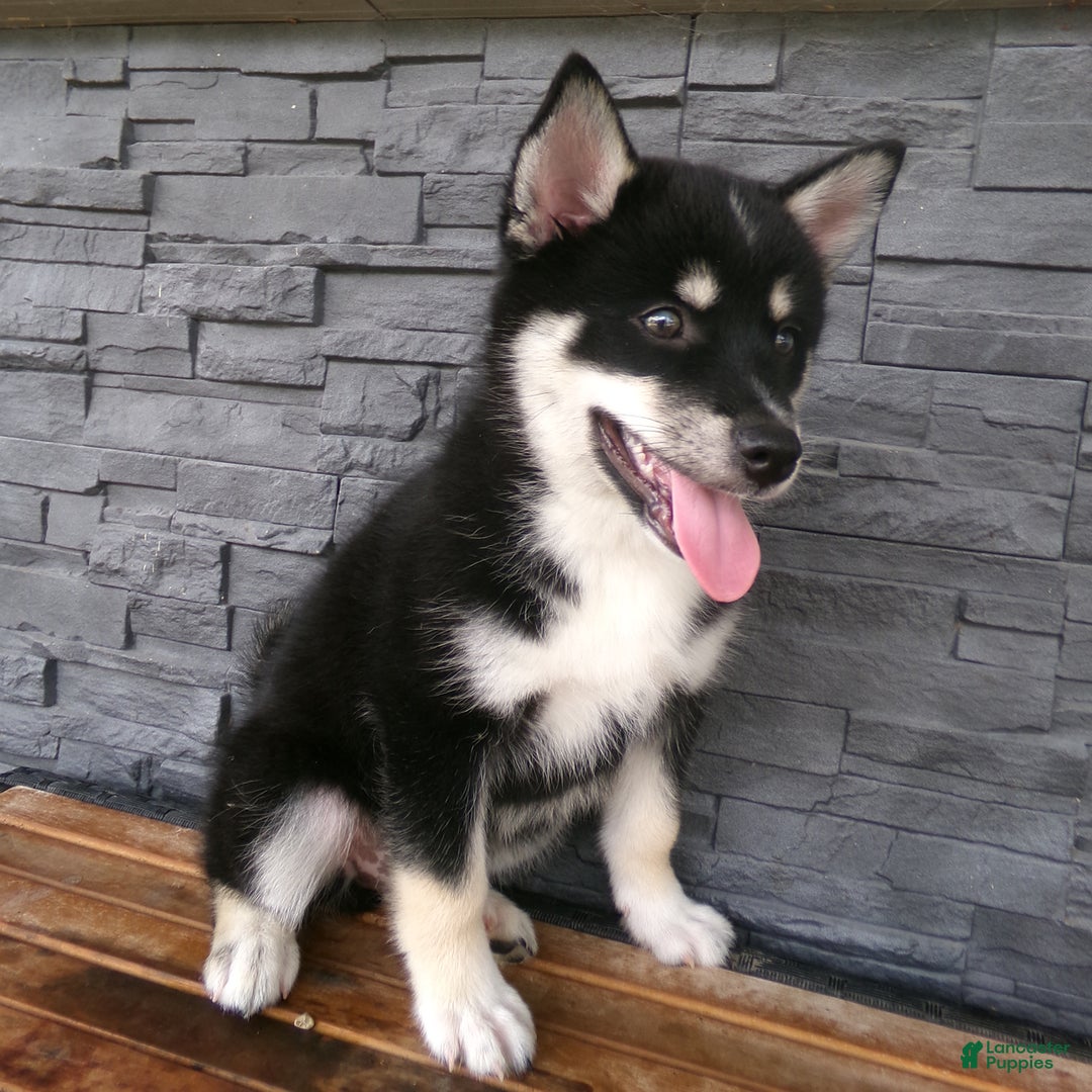 Pomsky dogs for sale: Sammy - Image 4