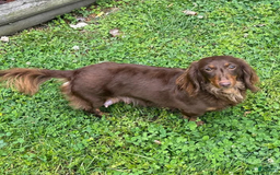 Dachshund dogs for sale: Brownie Chocolate Girl 1952 - Image 17