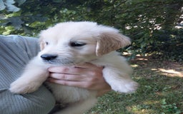 Golden Retriever dogs for sale: Picasso - Image 2