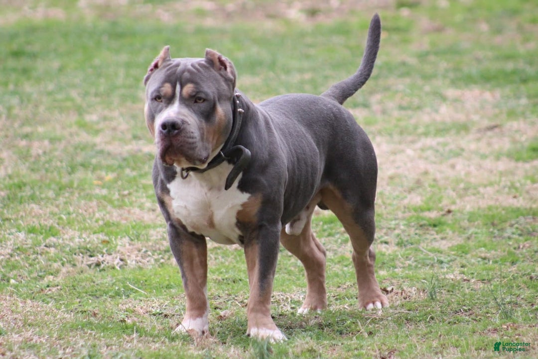 American Bully dogs for sale: Socks - Image 38