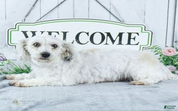 Havanese dogs for sale: Snickers - Image 4