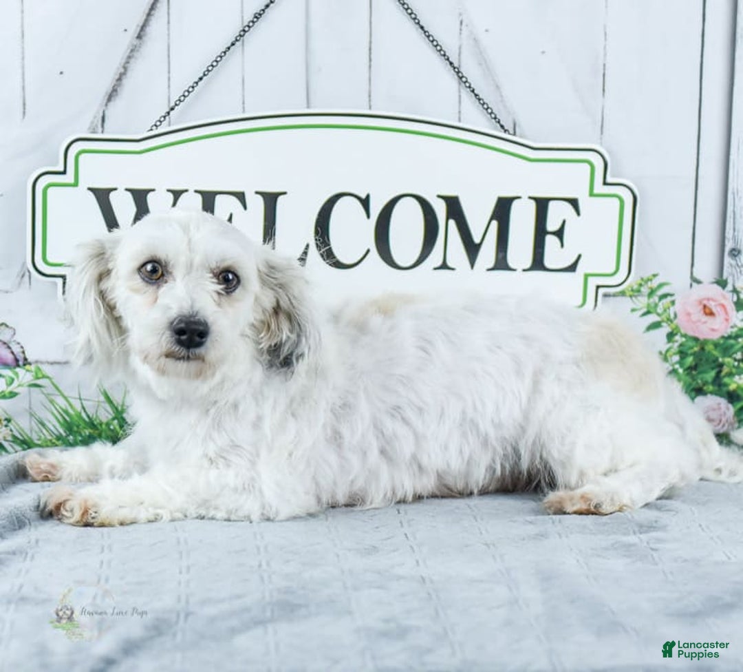 Havanese dogs for sale: Snickers - Image 4
