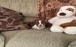 Boston Terrier dogs for sale: Corbin - Image 2