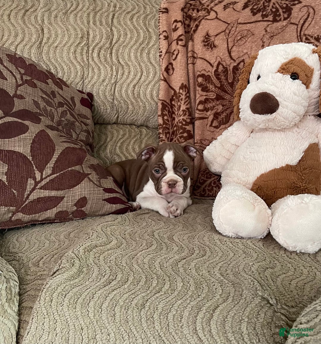 Boston Terrier dogs for sale: Corbin - Image 2