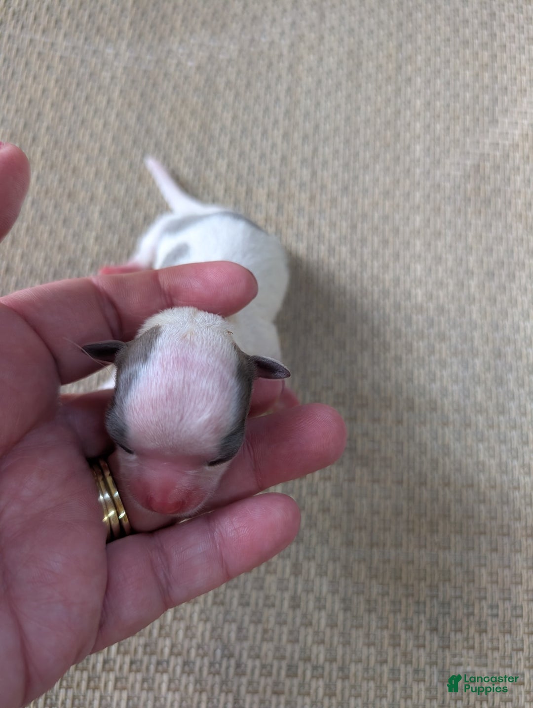Chihuahua dogs for sale: Zane - Image 3