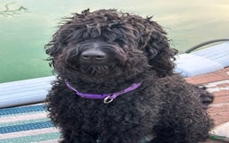 Cane Corso dogs for sale: Kane - Listing for pets: Kane, Luna, Samson, Lily, Scarlett, Max, Cookie, Jack - Image 4