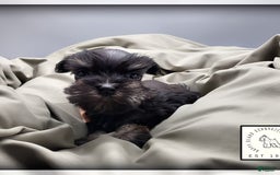 Miniature Schnauzer dogs for sale: Fern - Image 3