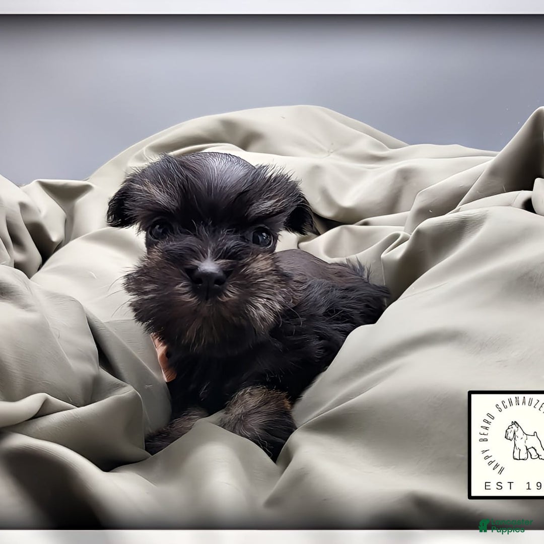 Miniature Schnauzer dogs for sale: Fern - Image 3