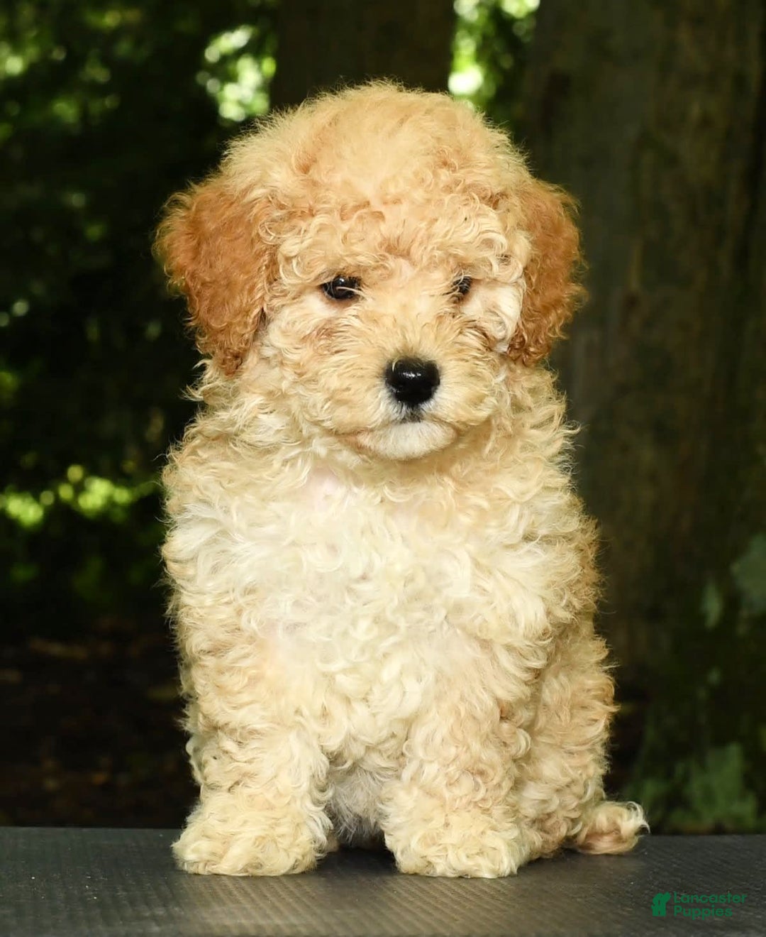 Mini Goldendoodle dogs for sale: Lacey - Image 9