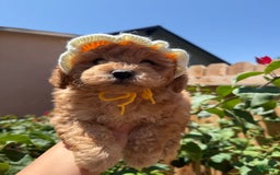 Toy Poodle dogs for sale: Honey - Image 5