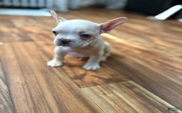 French Bulldog dogs for sale: Bluey - Image 5