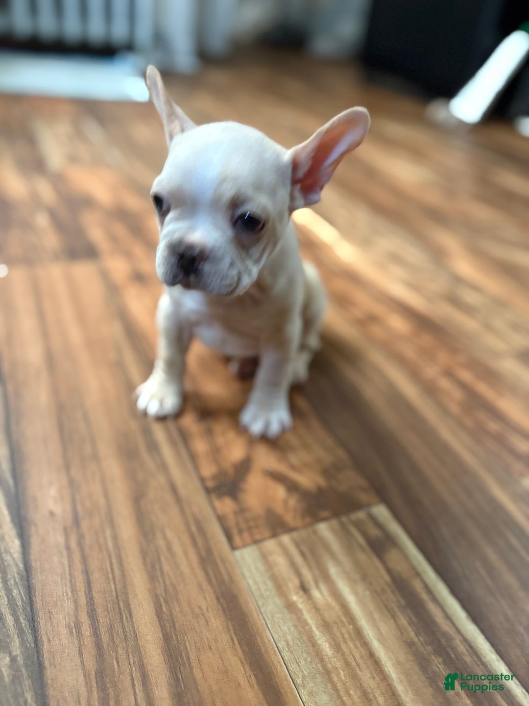 French Bulldog dogs for sale: Bluey - Image 5