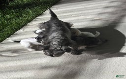 Miniature Schnauzer dogs for sale: Cloe - Image 6