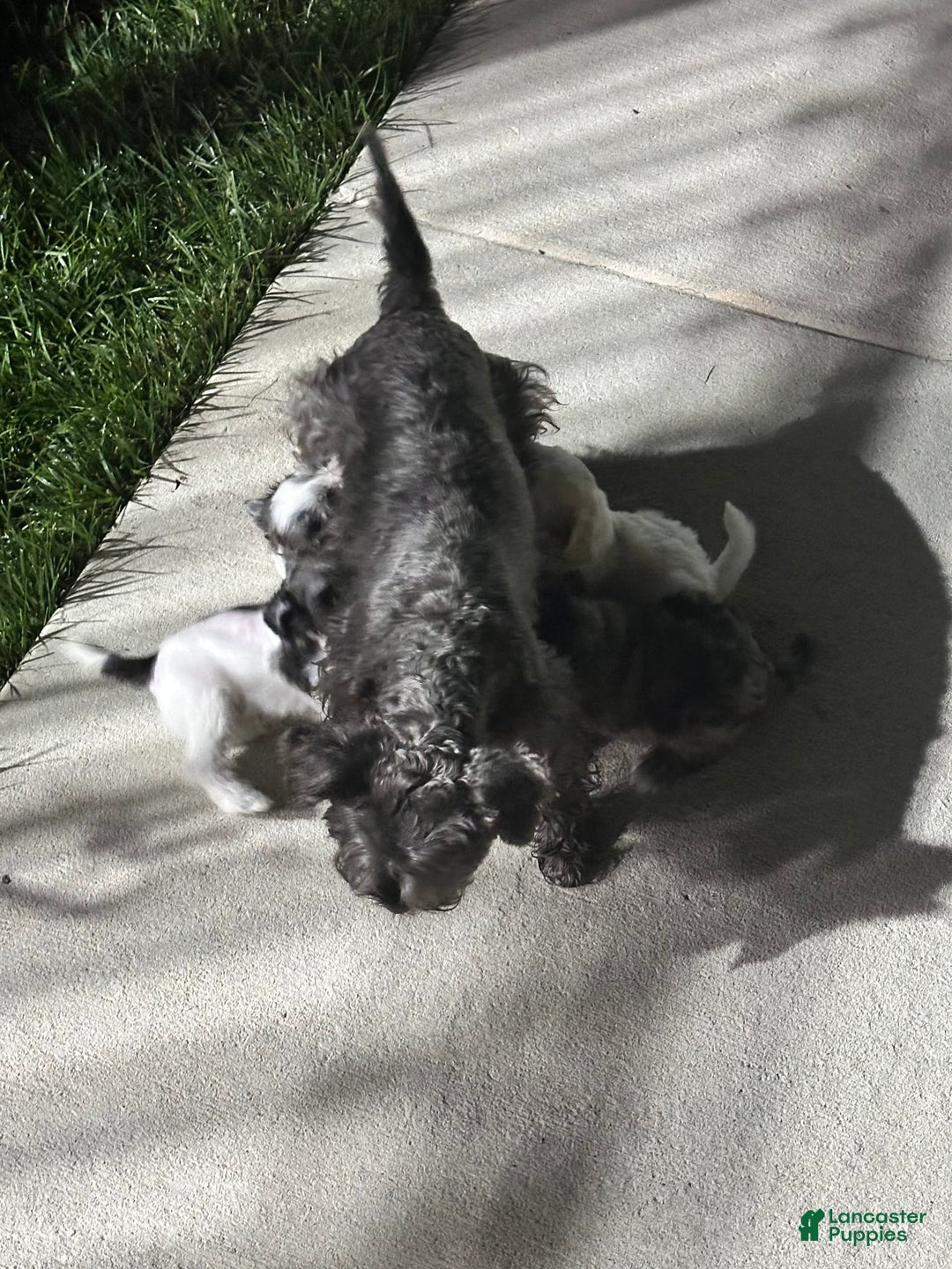 Miniature Schnauzer dogs for sale: Cloe - Image 6