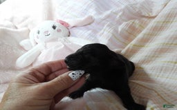 Great Dane dogs for sale: Onyx - Image 2